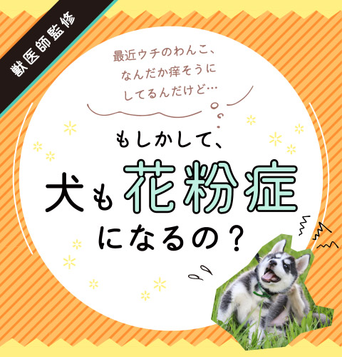 【獣医師監修】犬の花粉症｜なりやすい犬種って？症状や対策をご紹介