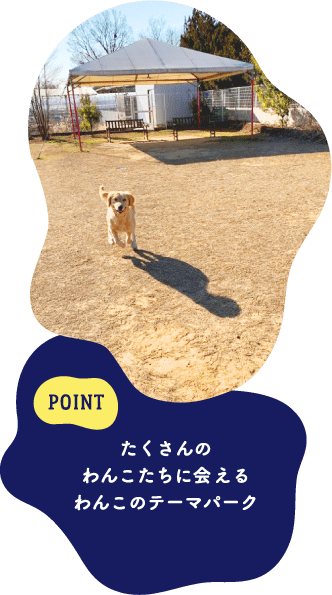 POINT たくさんのわんこたちに会えるわんこのテーマパーク