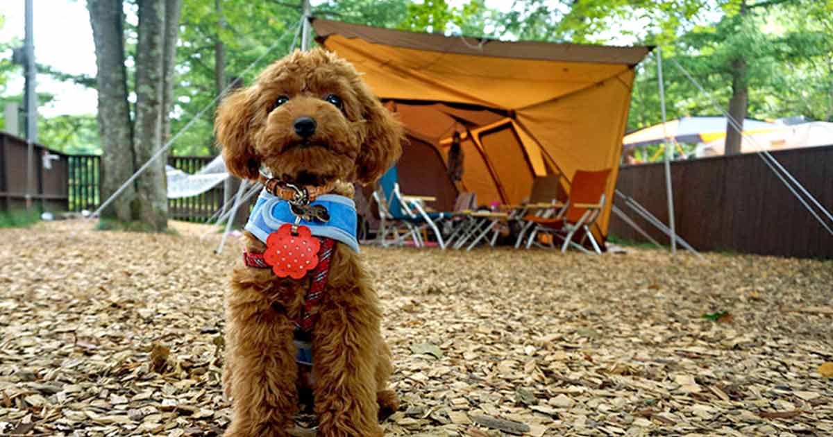 愛犬とキャンプ 関東のおすすめキャンプ場をご紹介 Honda Dog Honda