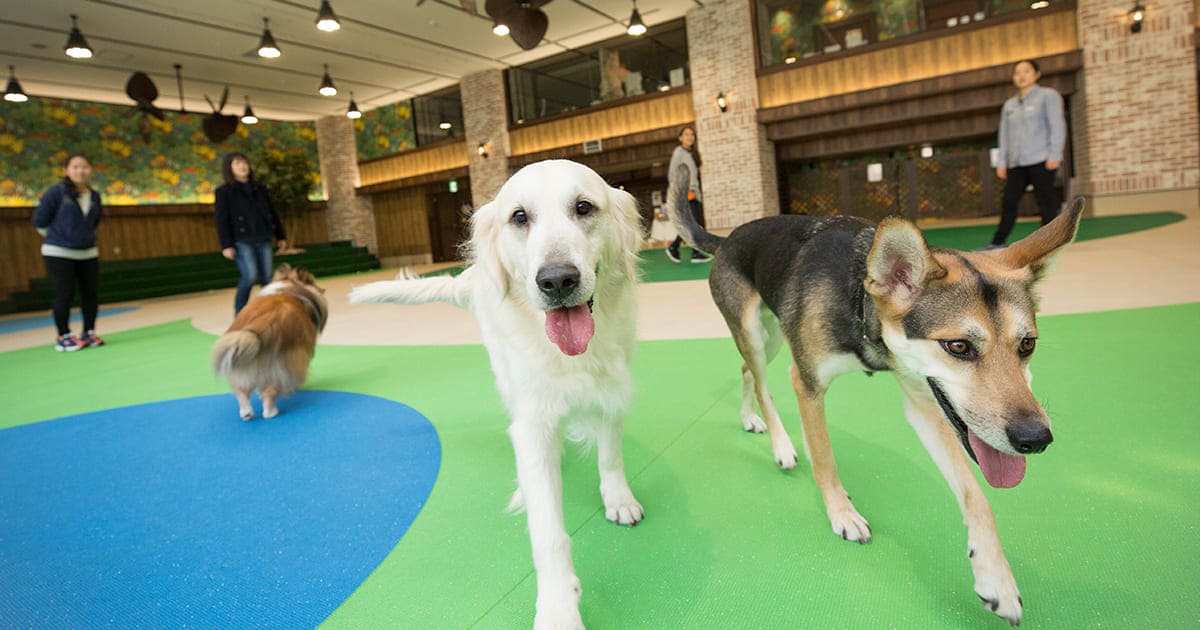 天候は気にしない 関東の室内ドッグラン10選 Honda Dog Honda