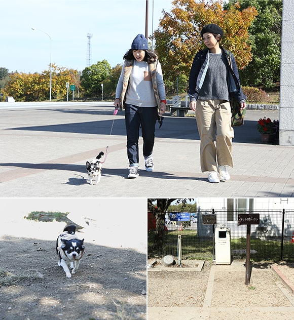 神社で犬幸祈願から おしゃれな異人館街散歩まで わんこと1泊2日で満喫する兵庫の旅 Part1 特集 おでかけ情報 Honda Dog