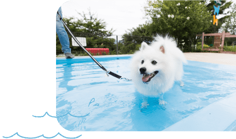 プールで夏の思い出づくり わんこと巡る前橋の旅 特集 おでかけ情報 Honda Dog Honda