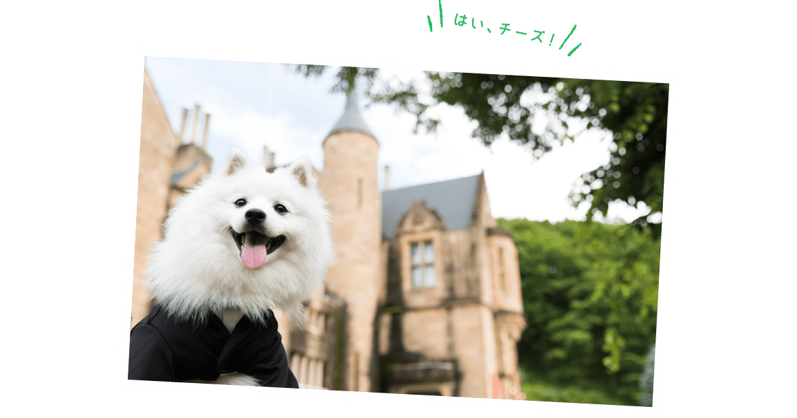 はい、チーズ！