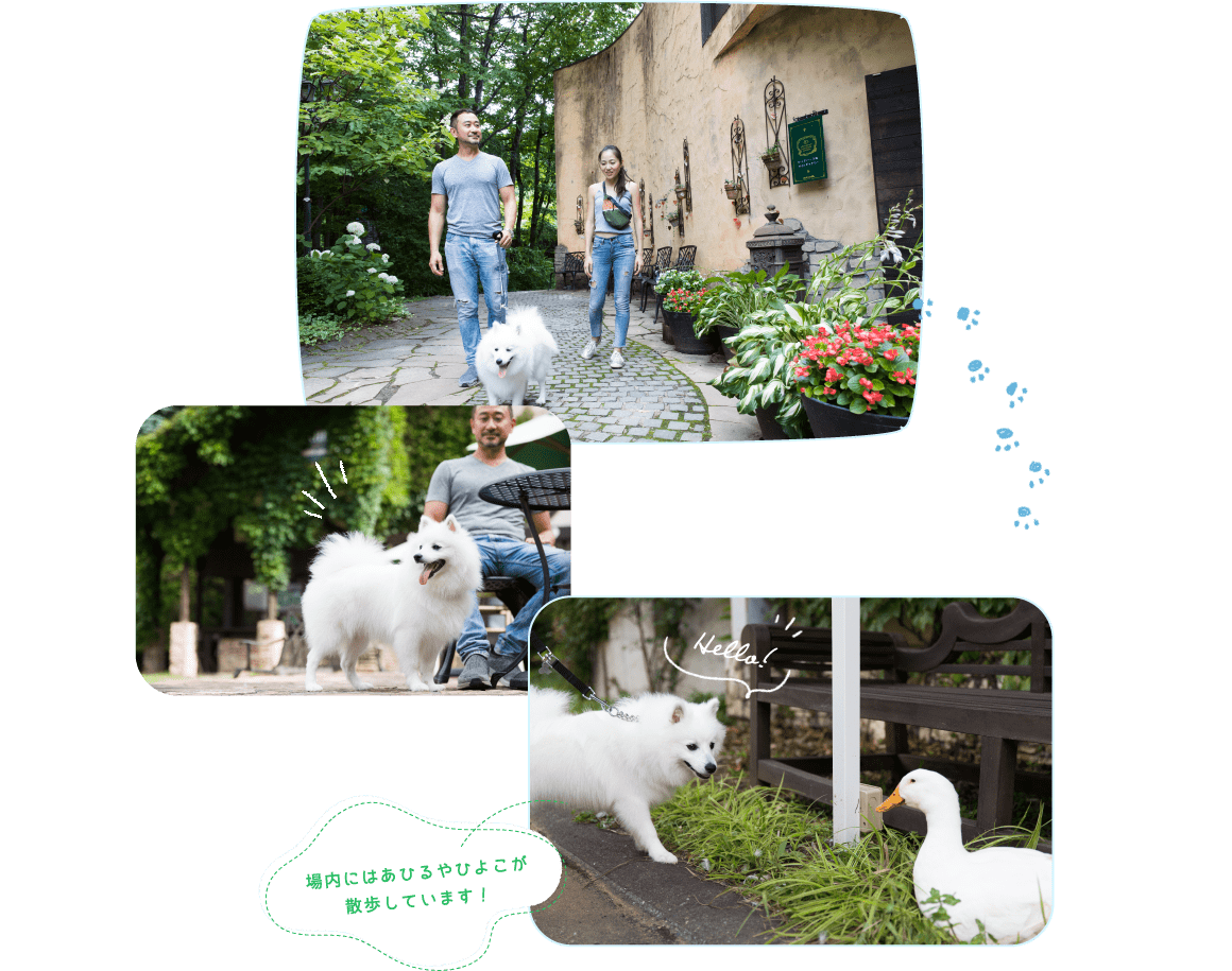 場内にはあひるやひよこが散歩しています！