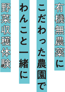 有機無農薬にこだわった農園でわんこと一緒に野菜収穫体験