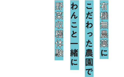 有機無農薬にこだわった農園でわんこと一緒に野菜収穫体験