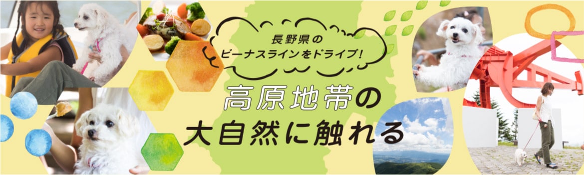 長野県のビーナスラインをドライブ！高原地帯の大自然に触れる