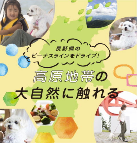 長野県のビーナスラインをドライブ！高原地帯の大自然に触れる