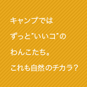 キャンプではずっといいコのわんこたち。これも自然のチカラ？