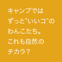 キャンプではずっといいコのわんこたち。これも自然のチカラ？