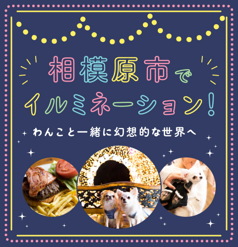 相模原市でイルミネーション！わんこと一緒に幻想的な世界へ