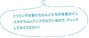 トリミングを受けたわんこたちの写真がインスタグラムにアップされているので、チェックしてみてください！