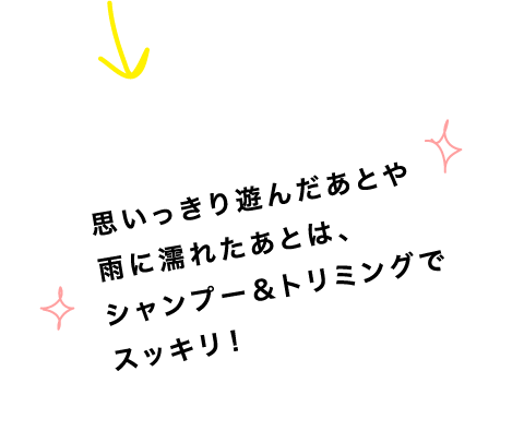 思いっきり遊んだあとや雨に濡れたあとは、シャンプー＆トリミングでスッキリ！