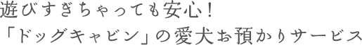 遊びすぎちゃっても安心！「ドッグキャビン」の愛犬お預かりサービス