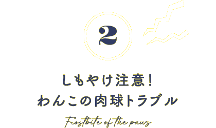 2 しもやけ注意！わんこの肉球トラブル