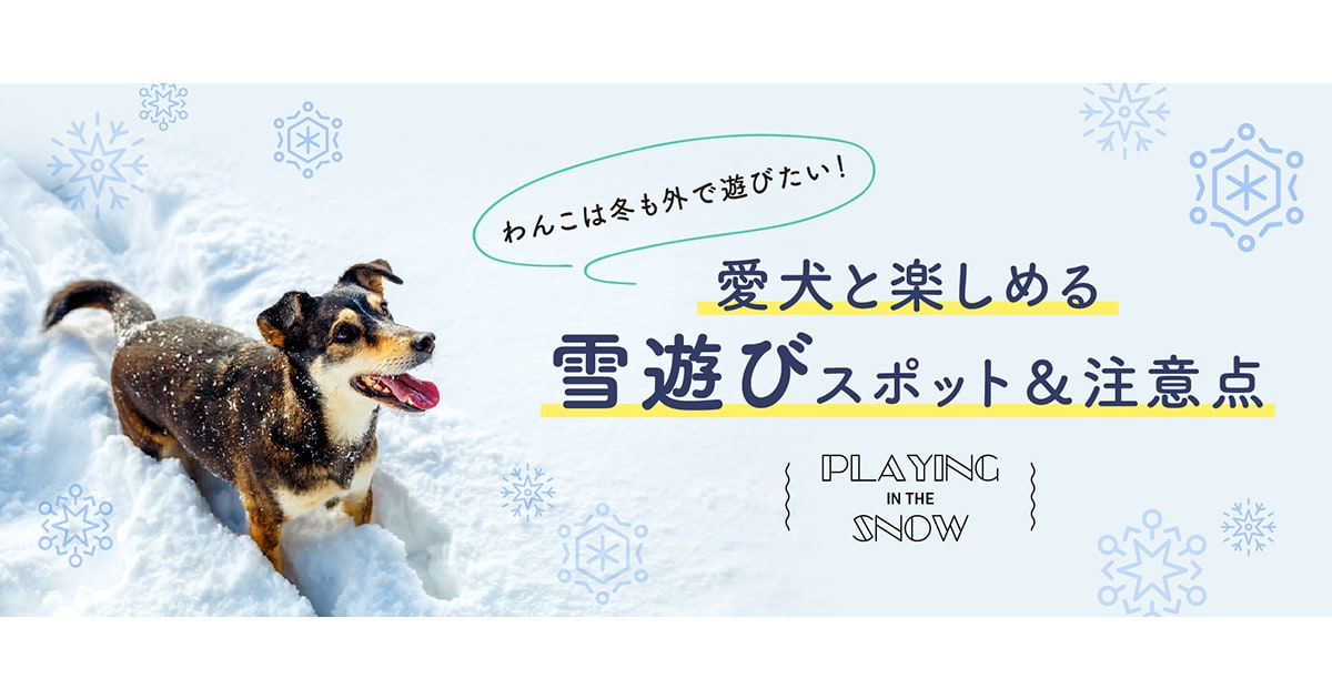 わんこは冬も外で遊びたい 愛犬と楽しめる雪遊びスポット 注意点 特集 おでかけ情報 Honda Dog Honda