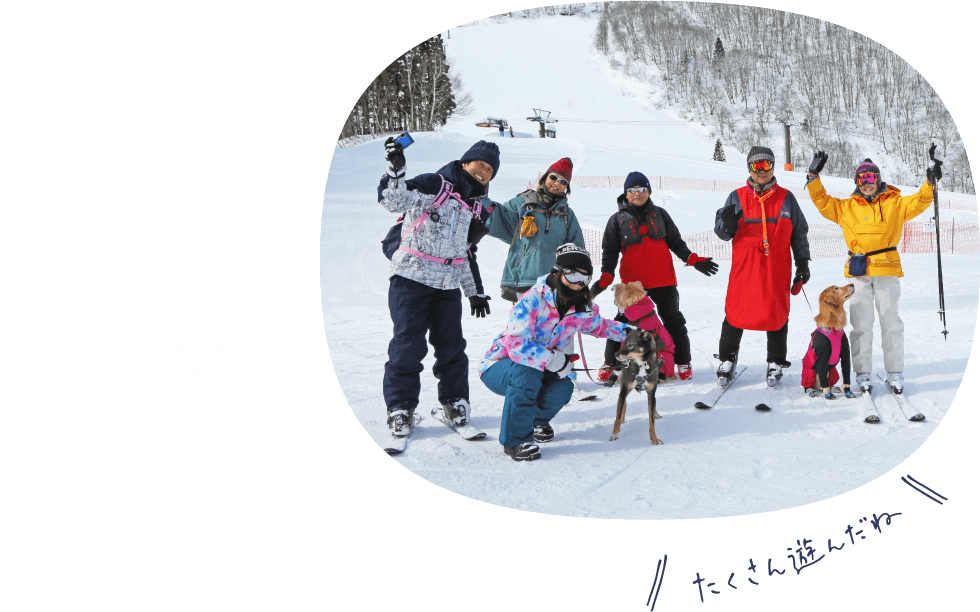 わんこは冬も外で遊びたい 愛犬と楽しめる雪遊びスポット 注意点 特集 おでかけ情報 Honda Dog Honda