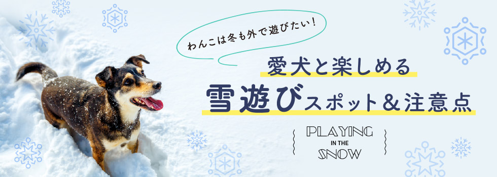 愛犬と雪遊び！おすすめスポット5選と注意点をご紹介