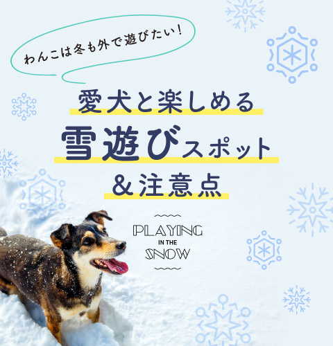 愛犬と雪遊び！おすすめスポット5選と注意点をご紹介