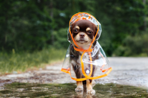雨天時の注意点や犬用レインコート トイレ対策について 特集 おでかけ情報 Honda Dog Honda