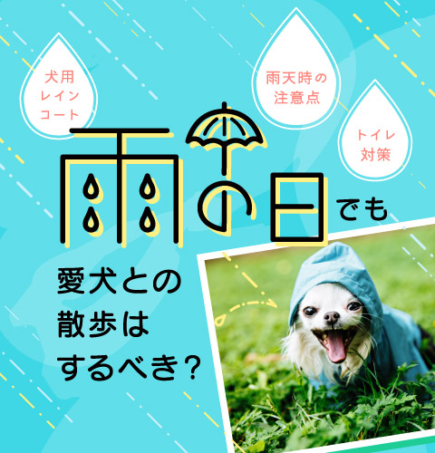 雨の日でも愛犬との散歩はするべき？