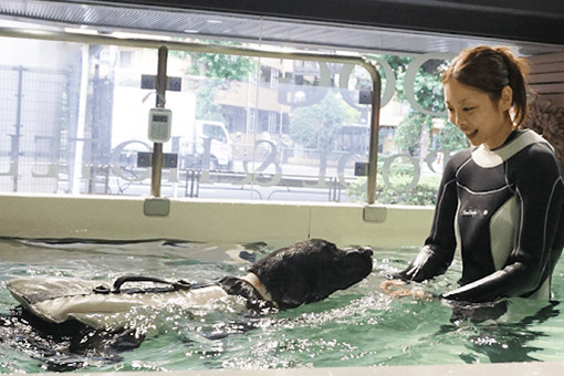 獣医師監修 愛犬との水遊びを安全に楽しむには 海 川など場所別の遊び方や注意点など 特集 おでかけ情報 Honda Dog Honda 獣医師監修 愛犬との水遊びを安全に楽しむには 海 川など場所別の遊び方や注意点など 特集 おでかけ情報 Honda Dog Honda