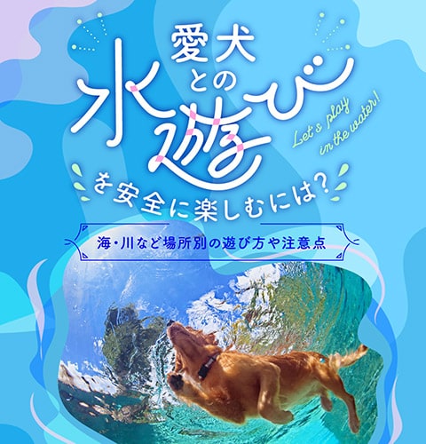 愛犬との水遊びを安全に楽しむには？海・川など場所別の遊び方や注意点