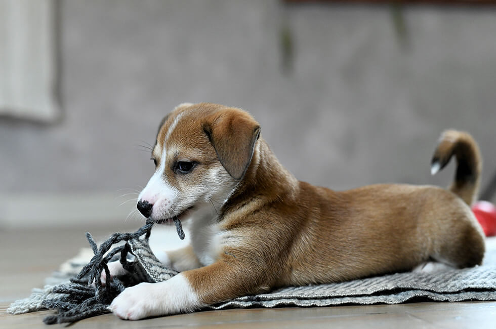 愛犬の噛み癖は早めに直す 原因としつけのポイントについて Honda Dog Honda