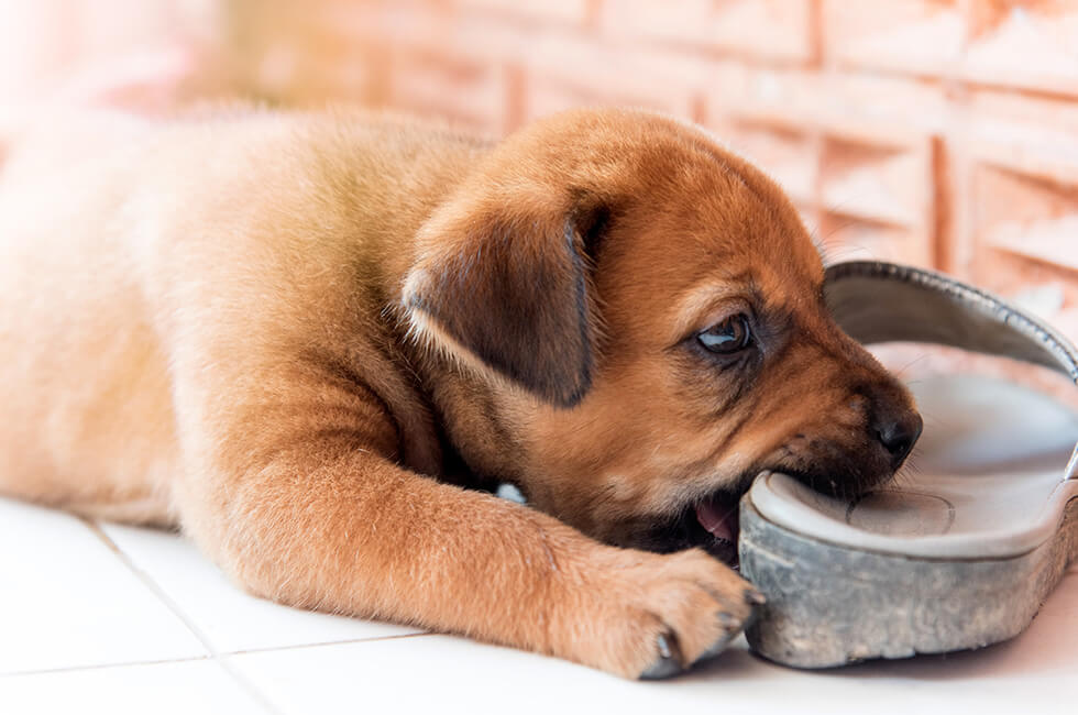 愛犬の噛み癖は早めに直す 原因としつけのポイントについて Honda Dog Honda