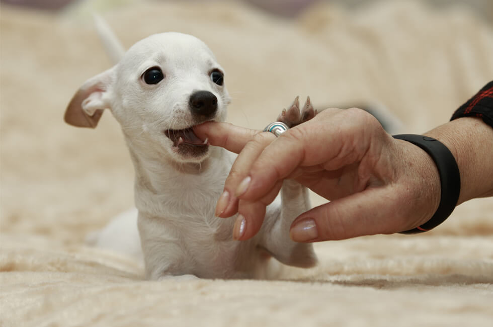 愛犬の噛み癖は早めに直す 原因としつけのポイントについて Honda Dog Honda