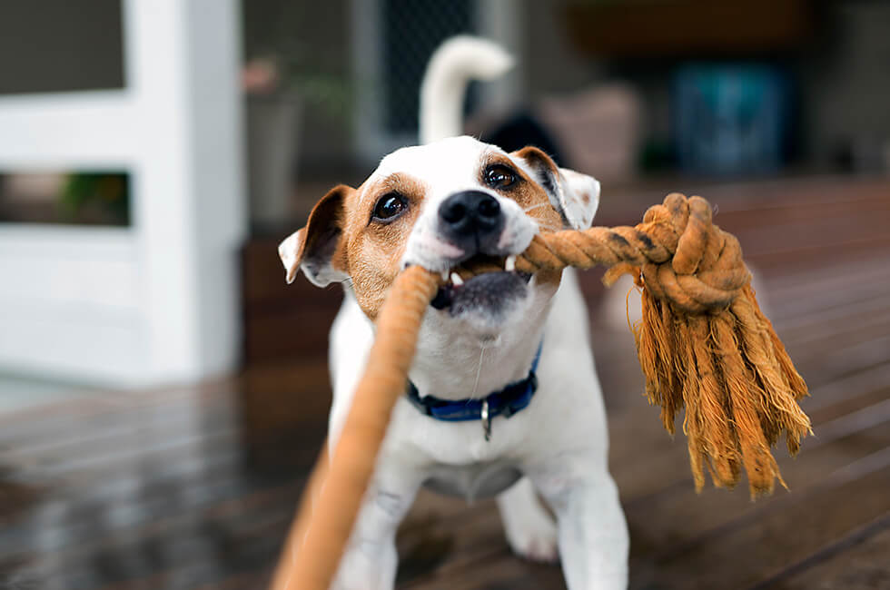 愛犬の噛み癖は早めに直す 原因としつけのポイントについて Honda Dog Honda