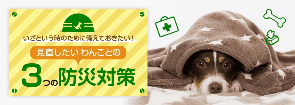 いざという時のために備えておきたい！見直したいわんことの３つの防災対策