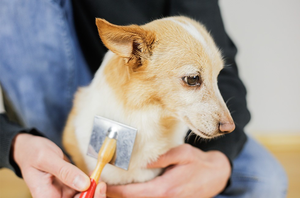 どこにいる 犬に寄生する ノミ の見つけ方 正しい取り方 症状を解説 Honda Dog Honda公式サイト