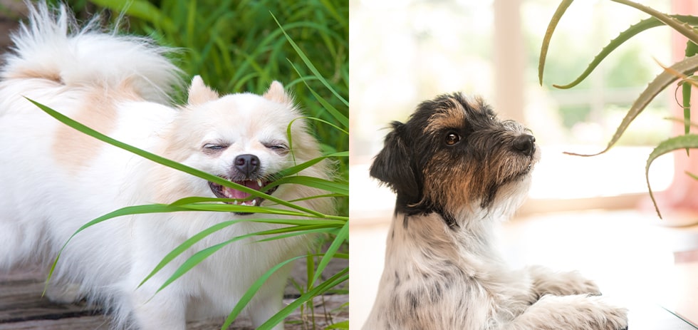 愛犬が食べている草は大丈夫？草食の理由と危険な植物