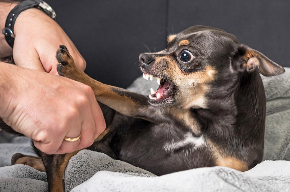 犬はなぜ唸るの 家族にも唸る理由ややめさせる方法をご紹介 Honda Dog Honda