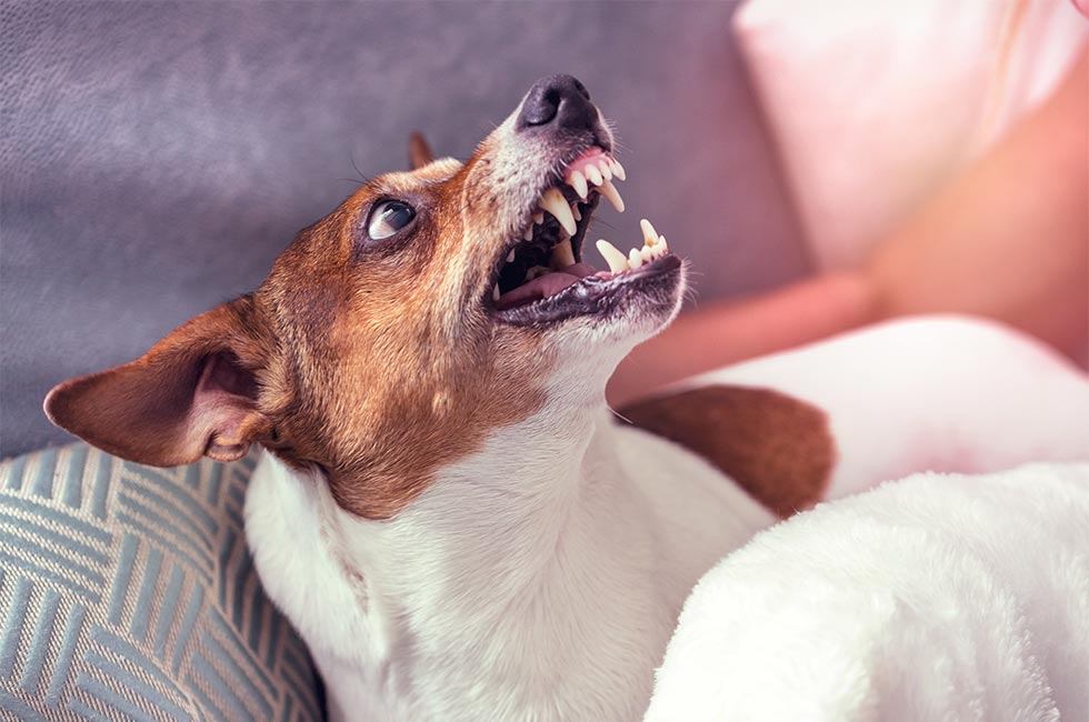 犬はなぜ唸るの 家族にも唸る理由ややめさせる方法をご紹介 Honda Dog Honda公式サイト