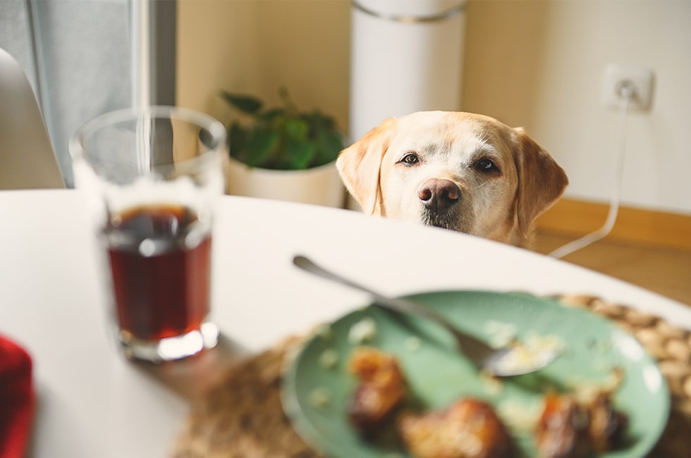 犬が誤飲した ティッシュ ボタン 串などの異物 中毒症状や対策をご紹介 Honda Dog Honda公式サイト