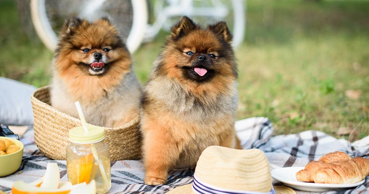 おでかけ先で起こる 犬の誤飲 誤食 事前に知って危険を減らそう Honda Dog Honda おでかけ先で起こる 犬の誤飲 誤食 事前に知って危険を減らそう Honda Dog Honda