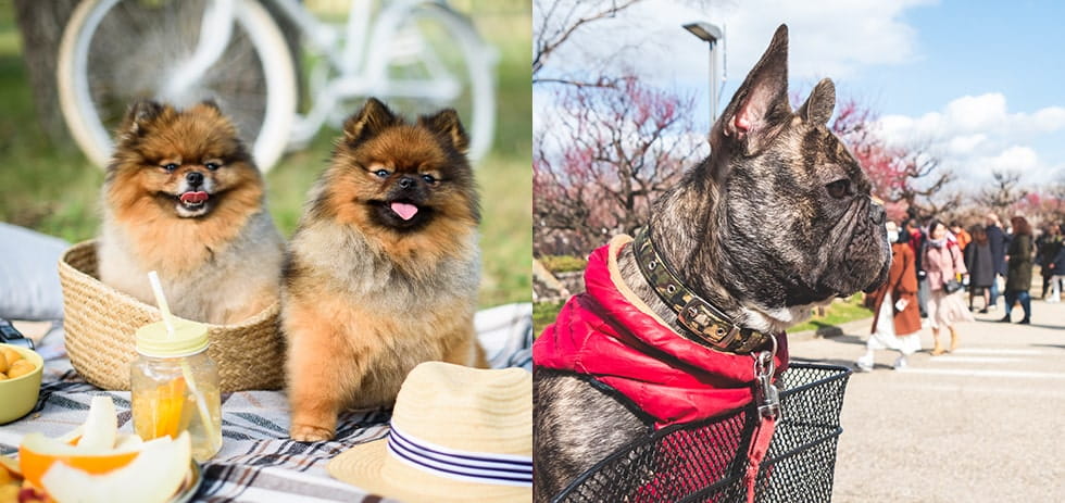 犬が誤飲した！ティッシュ・ボタン・串などの異物。中毒症状や対策をご紹介