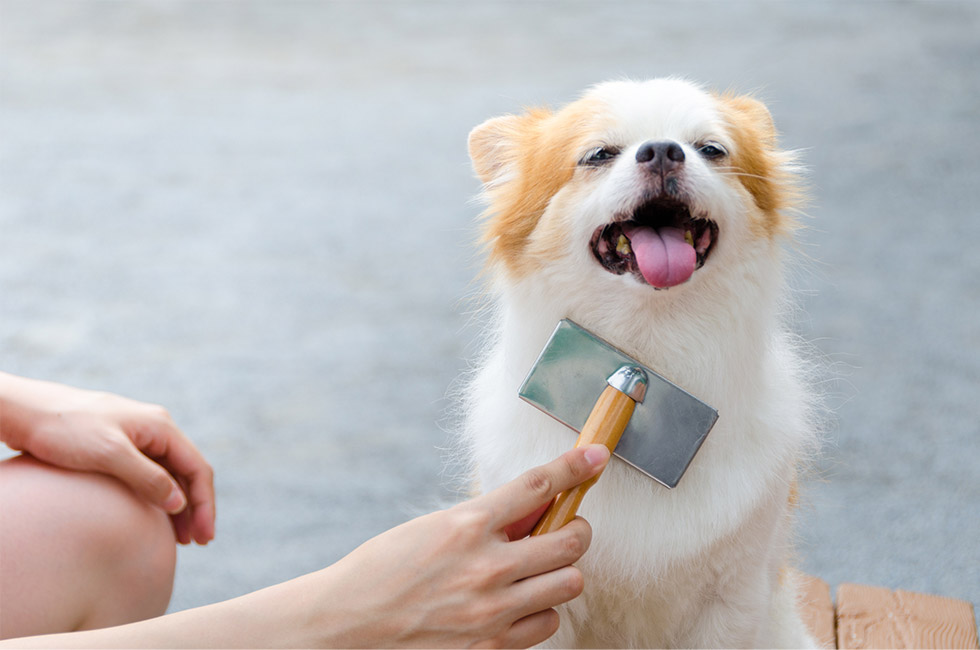 抜け毛 対策 犬