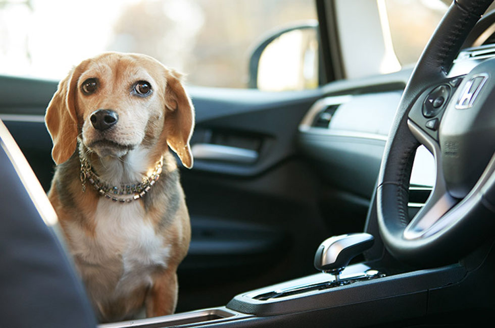 犬 が 車 に ひかれ た 症状