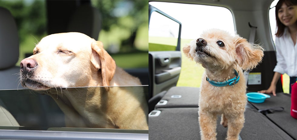 犬が車酔いをする3つの原因とは？症状と対策を知り楽しくドライブをしよう！