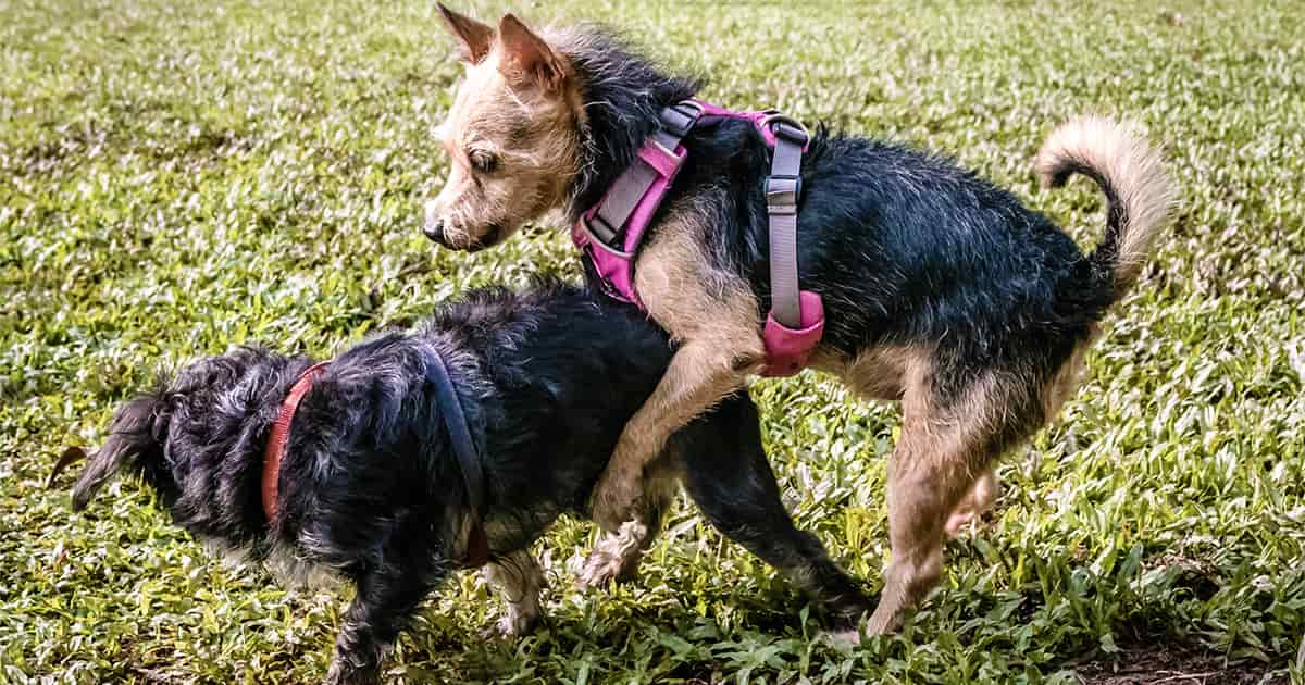 犬のマウンティング 去勢したのにどうしてやるの 人やぬいぐるみにする理由は Honda Dog Honda公式サイト