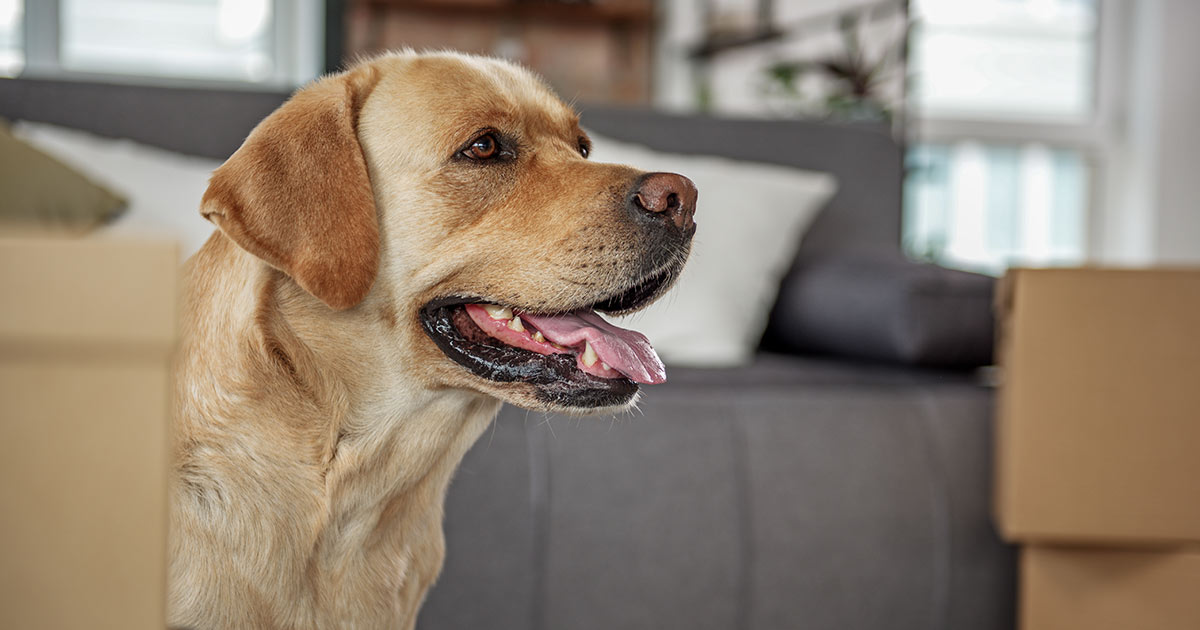 犬にとって引っ越しはストレス 移動方法や新しい環境の慣れさせ方 Honda Dog Honda 犬にとって引っ越しはストレス 移動方法や新しい環境の慣れさせ方 Honda Dog Honda