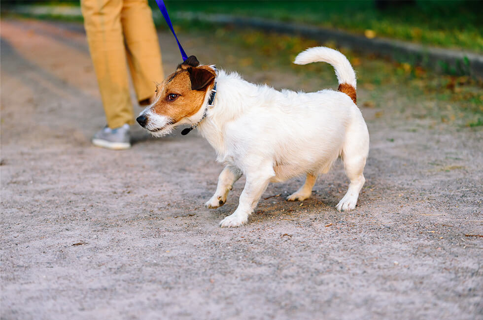 散歩 に 行き たがら ない 犬