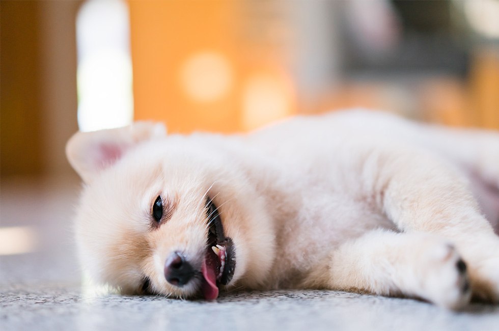 し てる 犬 が はあはあ