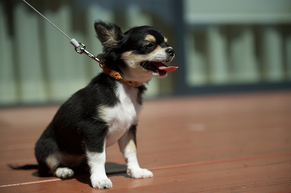 犬の呼吸が ハアハア と荒い理由や原因とは 熱中症や病気の可能性も Honda Dog Honda