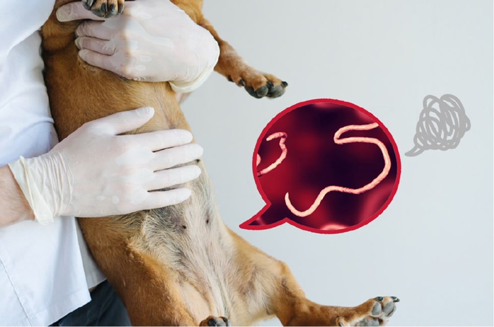 アカントアメーバ角膜炎