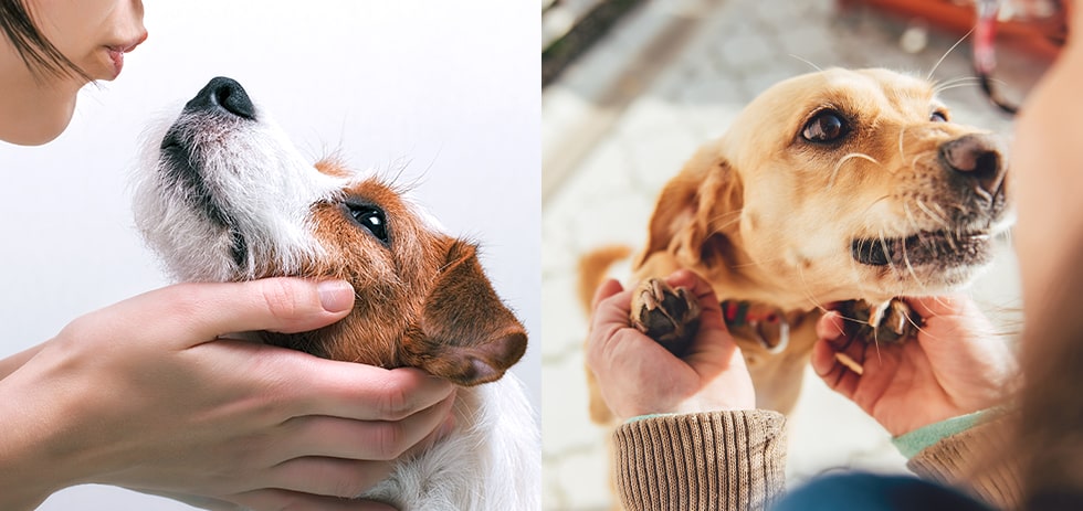 犬の寄生虫は体内も注意！どうして感染するの？人にも感染するって本当？