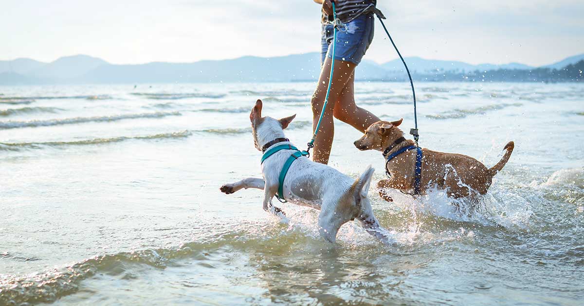 犬と海へお出かけ マナーや注意点を守り楽しく遊びましょう Honda Dog Honda